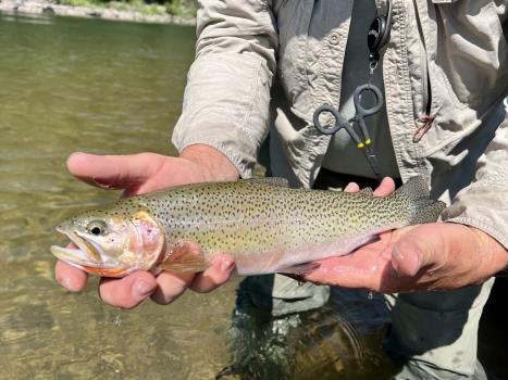 Image for Buglife Flyfishing with ID of: 6589988