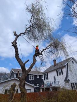 Image for Vanderbilt Tree Service with ID of: 6591726