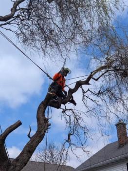 Image for Vanderbilt Tree Service with ID of: 6591727