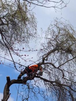 Image for Vanderbilt Tree Service with ID of: 6591728