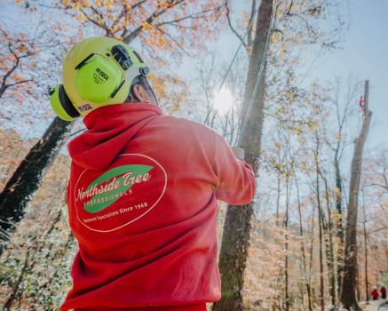 Image for Northside Tree Professionals with ID of: 6593590