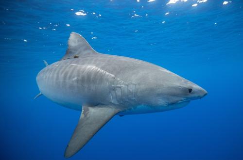 Image for One Ocean Diving with ID of: 6596646
