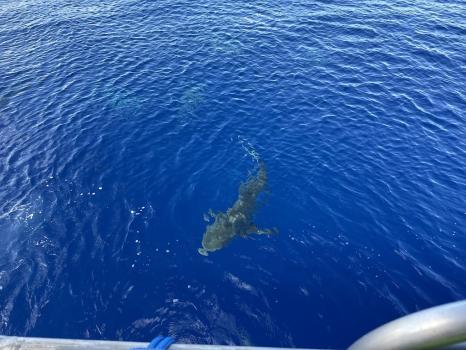 Image for One Ocean Diving with ID of: 6596647