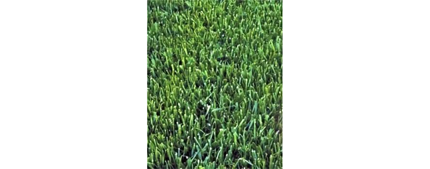 Image for Sod Shop Phoenix with ID of: 6598159