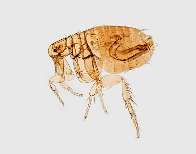 Image for Safe Pest Control with ID of: 6600907