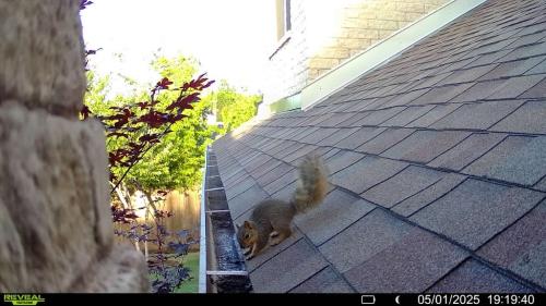Image for Critter Stop with ID of: 6601082