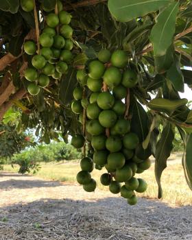Image for Red Rock Macadamias with ID of: 6602192