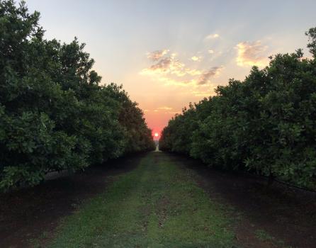 Image for Red Rock Macadamias with ID of: 6602193