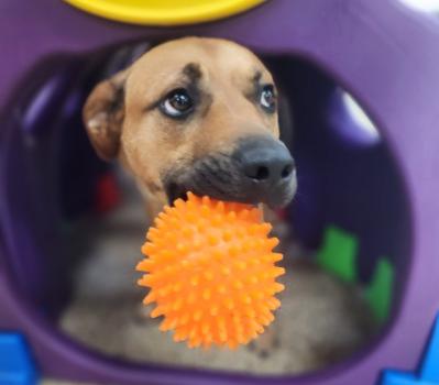 Image for Pet Images Resort with ID of: 6605884