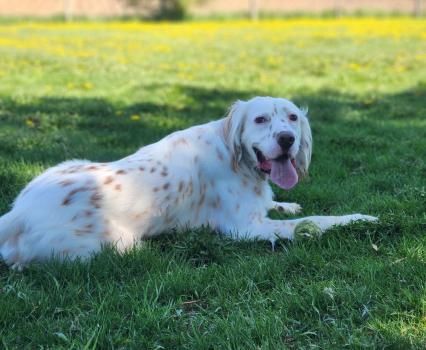 Image for Pet Images Resort with ID of: 6605886