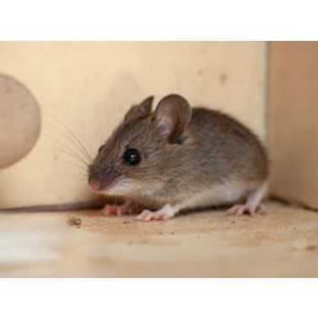 Image for Niagara Pest Management with ID of: 6606310