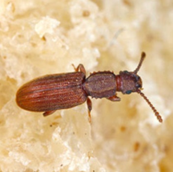 Image for Niagara Pest Management with ID of: 6606319