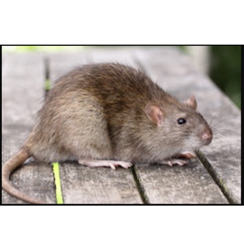 Image for Niagara Pest Management with ID of: 6606320