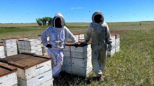 Image for Browning's Honey with ID of: 6613988