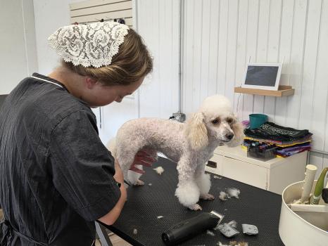 Image for The Pooch Parlor with ID of: 6615409