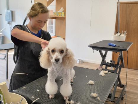 Image for The Pooch Parlor with ID of: 6615413