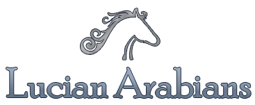 Image for Egyptian Arabians with ID of: 688470
