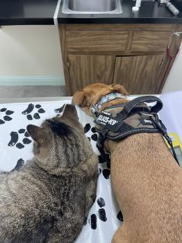 Image for Disney Pet Hospital with ID of: 6625174