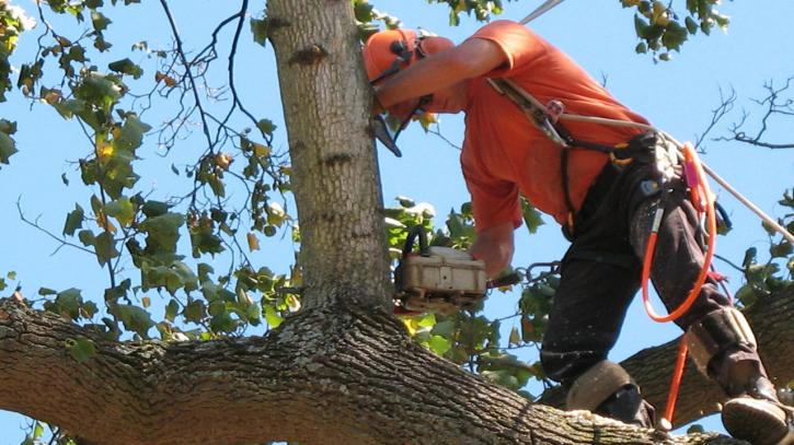 Image for VZ Tree Care with ID of: 688896