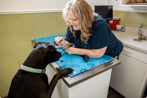 Image for Allendale Veterinary Hospital with ID of: 6628324