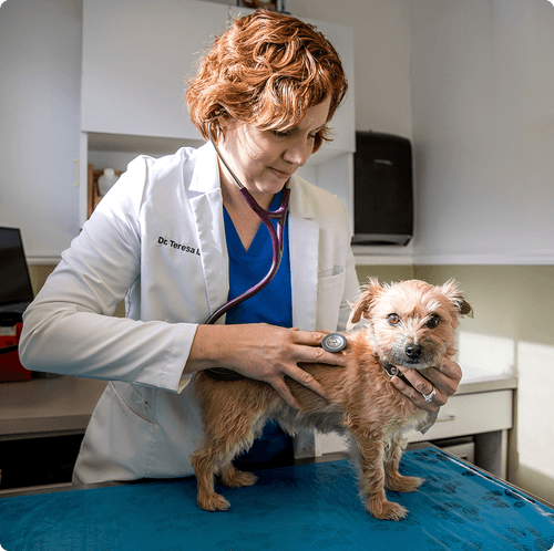 Image for Allendale Veterinary Hospital with ID of: 6628325