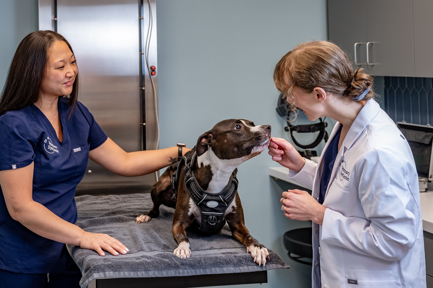 Image for Veterinary Eye Center - Massachusetts with ID of: 6628541