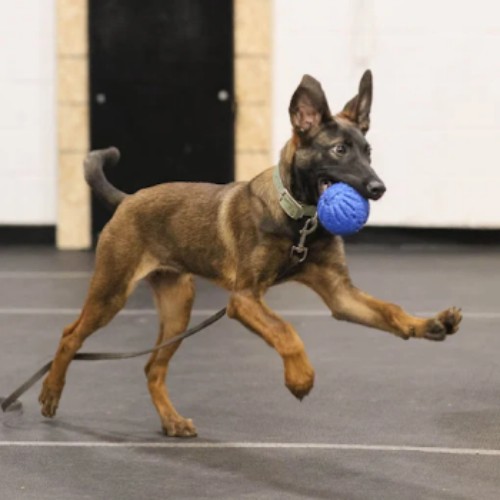 Image for K905 Dog Training with ID of: 6629589