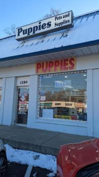 Image for The Pet Shoppe with ID of: 6631137