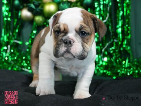 Image for The Pet Shoppe with ID of: 6631139
