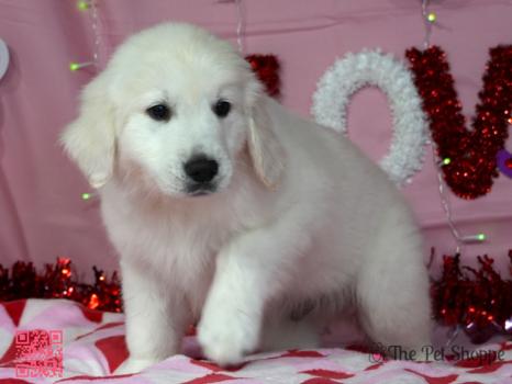 Image for The Pet Shoppe with ID of: 6631141