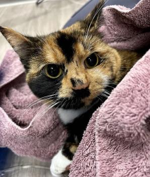 Image for Hershey Animal Emergency Center with ID of: 6631318