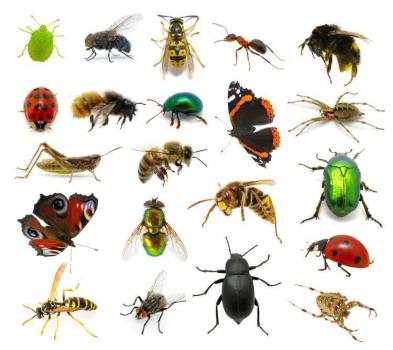Image for Contractor's Best Pest Solution with ID of: 6632216