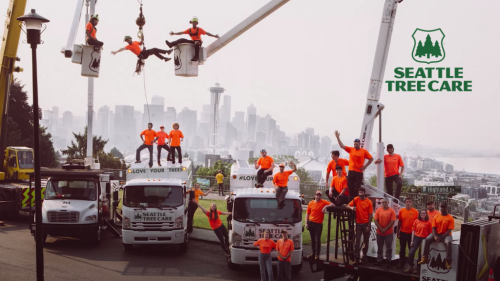 Image for Seattle Tree Care with ID of: 6632353
