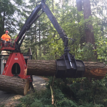 Image for Seattle Tree Care with ID of: 6632355