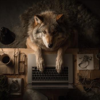 Image for Local Howl with ID of: 6633258