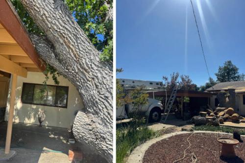 Image for Golden State Tree Service with ID of: 6636193