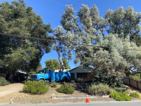 Image for Golden State Tree Service with ID of: 6636194