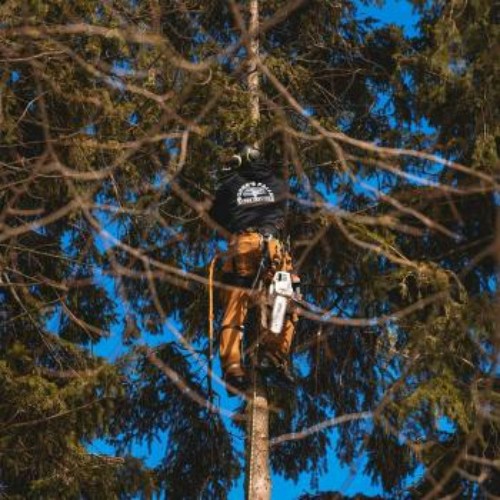 Image for Borer's Falls Tree Service with ID of: 6636327