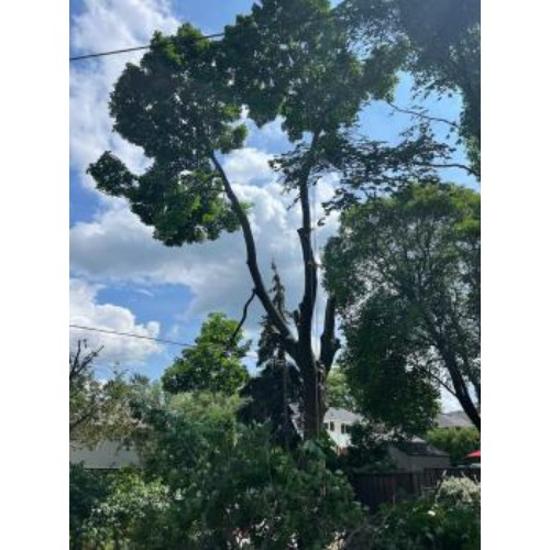 Image for Borer's Falls Tree Service with ID of: 6636328