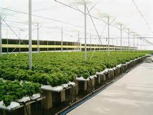 Image for Home Grown Hydroponics with ID of: 689655