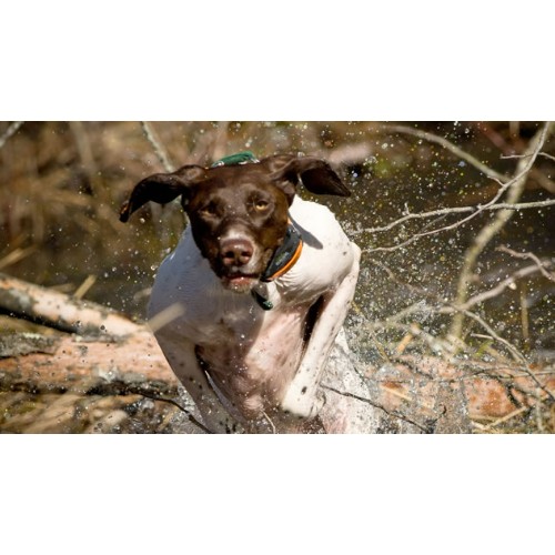 Image for Princes Quality Gun Dogs with ID of: 6644347