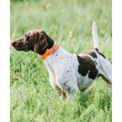 Image for Princes Quality Gun Dogs with ID of: 6644349