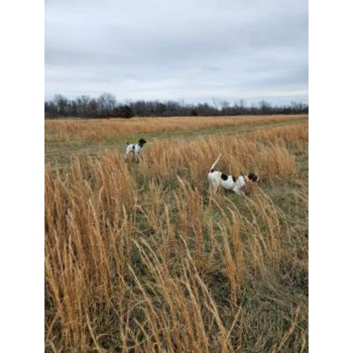 Image for Princes Quality Gun Dogs with ID of: 6644351
