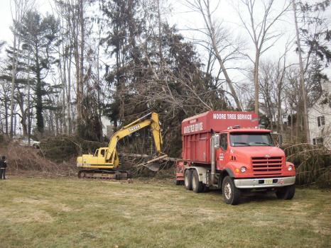 Image for Moore's Tree Service with ID of: 6647915