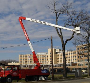 Image for Moore's Tree Service with ID of: 6647921