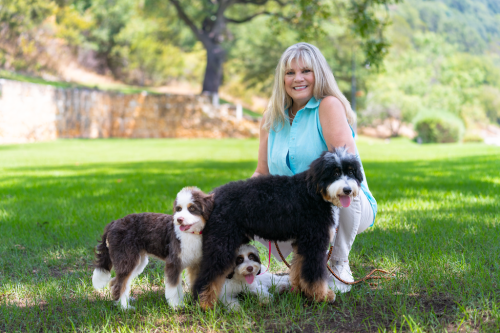 Image for Texas Bernedoodle Dynasty with ID of: 6648317