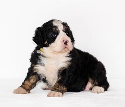 Image for Texas Bernedoodle Dynasty with ID of: 6648319