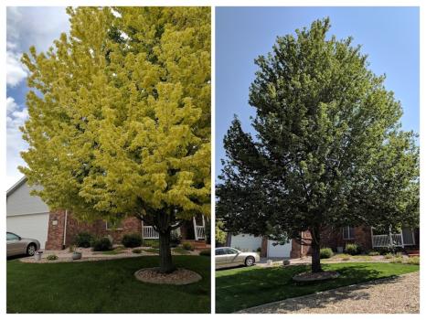 Image for American Turf & Tree Care with ID of: 6649080