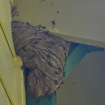 Image for Infinity Pest Solutions with ID of: 4834691