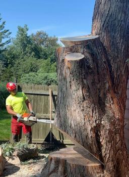 Image for Charlie & FM Tree Service & Landscaping with ID of: 6653503